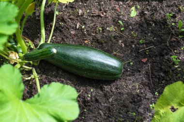 Bahçede taze kabak yetişiyor. Taze çiftlik sebzesi ve organik çiftlikte çiçekler..