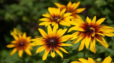 Büyük kırmızı ve sarı rudbeckia çiçekleri. Çiçekler açan Rudbeckia (Siyah Gözlü Susan) yaz bahçesinde. Yumuşak bulanık seçici odak.