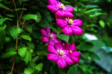 Güneşli bir günde bahçede çiçek açan mor klematis. Clematis çiçekleri çiti tamamen kaplıyor. Seçici odaklanma. Bulanık arkaplan.