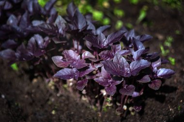 Yakın plan mor fesleğen organik bir bahçede yetişiyor..