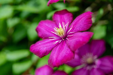 Güneşli bir günde bahçede çiçek açan mor klematis. Clematis çiçekleri çiti tamamen kaplıyor. Seçici odaklanma. Bulanık arkaplan.