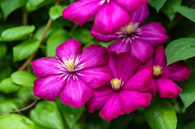 Güneşli bir günde bahçede çiçek açan mor klematis. Clematis çiçekleri çiti tamamen kaplıyor. Seçici odaklanma. Bulanık arkaplan.