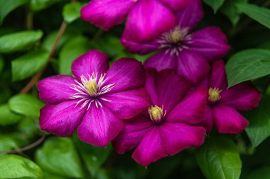 Güneşli bir günde bahçede çiçek açan mor klematis. Clematis çiçekleri çiti tamamen kaplıyor. Seçici odaklanma. Bulanık arkaplan.