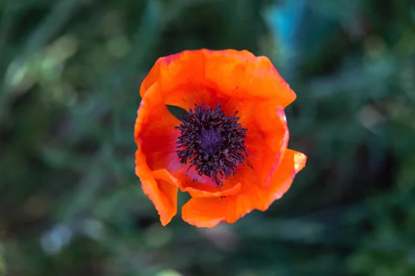 Poppy Bloem Bovenaanzicht Groene Achtergrond — Stockfoto