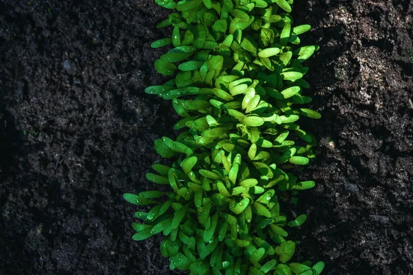 Zöld Watercress Felső Nézet Minta Háttér — Stock Fotó