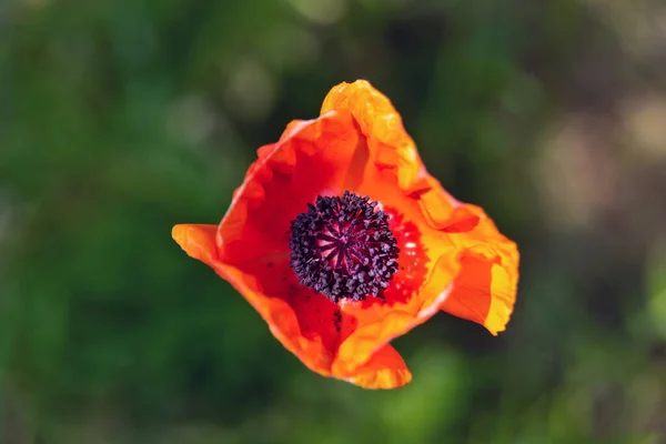 Rode Papaver Bloem Bovenaanzicht Groene Achtergrond — Stockfoto