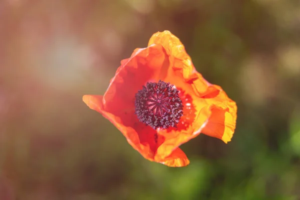 Rode Papaver Bloem Bovenaanzicht Groene Achtergrond — Stockfoto