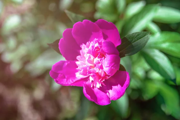 Pedónias Cor Rosa Jardim Peônia Rosa Florescente Fechar Bela Flor — Fotografia de Stock