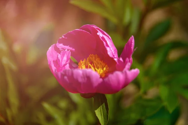 Pivoine Dans Jardin Été Début Précoce Floraison Pivoine Avec Fleur — Photo