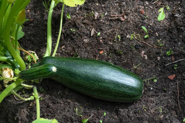 Bahçede taze kabak yetişiyor. Taze çiftlik sebzesi ve organik çiftlikte çiçekler..