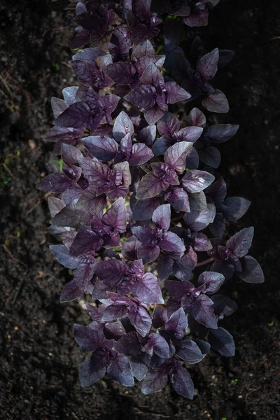 有機庭園で栽培されているクローズアップ紫色のバジル — ストック写真