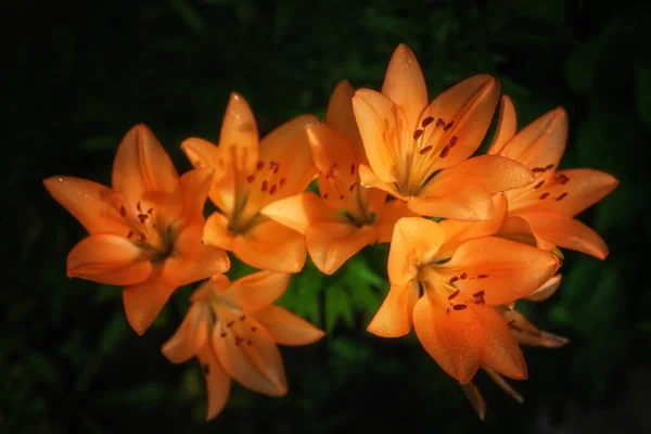 Blommande Apelsinlilja Grön Trädgård — Stockfoto