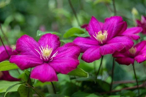 Floração Clematis Roxo Jardim Dia Ensolarado Clematis Flores Completamente Cobrindo — Fotografia de Stock