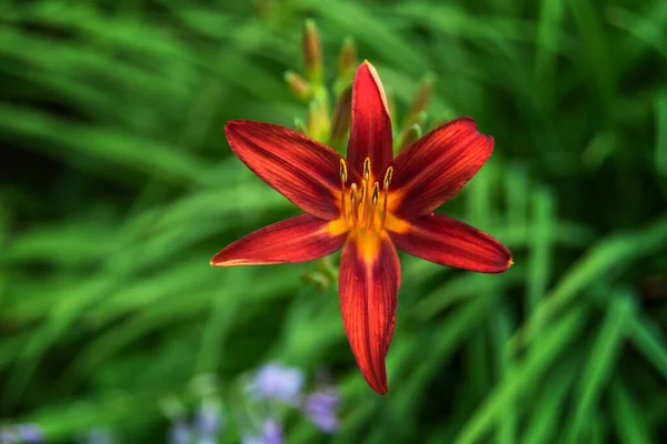 Bloeiende Oranje Lelie Groene Tuin — Stockfoto