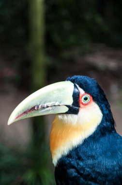 Iguasu yaban hayatı