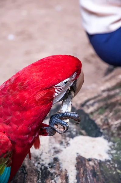 Iguasu wildlife — Stock Photo, Image