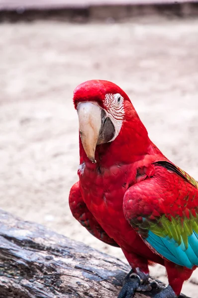 Iguasu wildlife — Stock Photo, Image