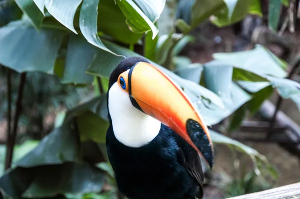 Iguasu wilde dieren — Stockfoto