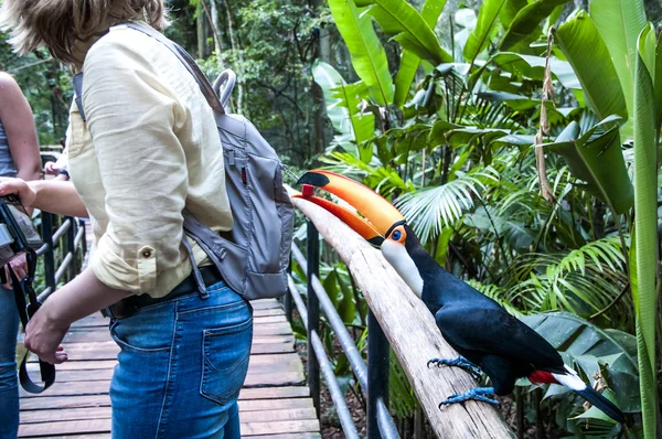 Vida selvagem do Iguaçu — Fotografia de Stock