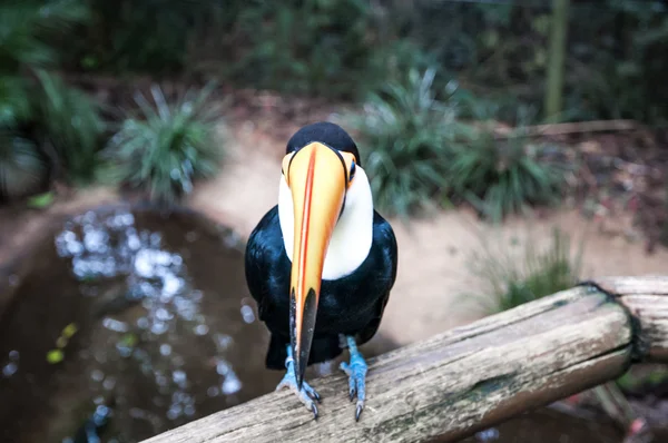 Iguasu wilde dieren — Stockfoto