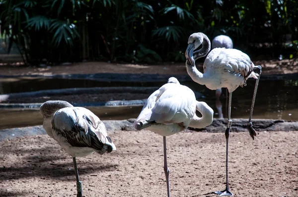 Vida selvagem do Iguaçu — Fotografia de Stock