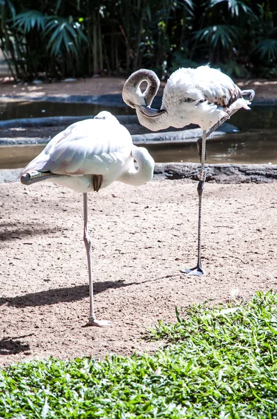 Iguasu wildlife — Stockfoto