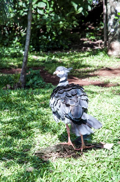 Iguazú vida silvestre — Foto de Stock