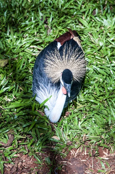 Iguazú vida silvestre — Foto de Stock