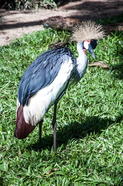 Iguazú vida silvestre — Foto de Stock