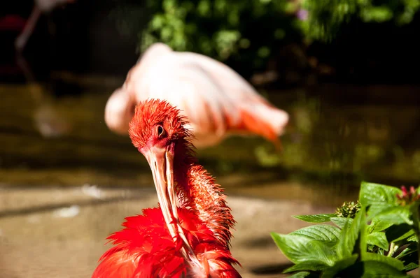 Vida selvagem do Iguaçu — Fotografia de Stock