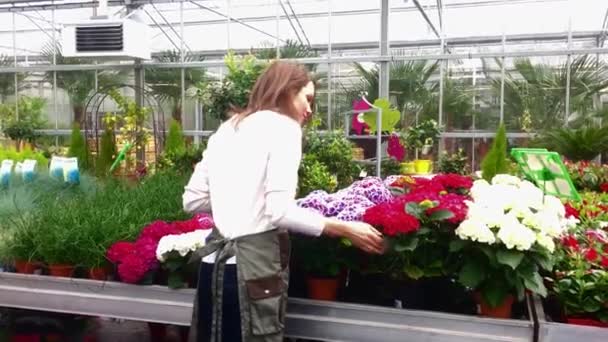 Vrouw werken bij de planten — Stockvideo