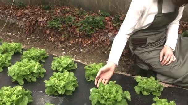 Agricultor trabajando en un invernadero — Vídeos de Stock