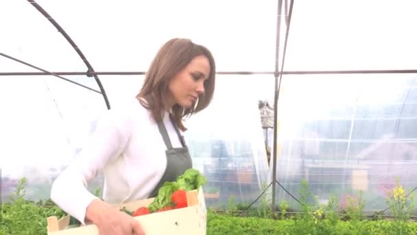 Mulher coletando legumes em uma estufa — Vídeo de Stock