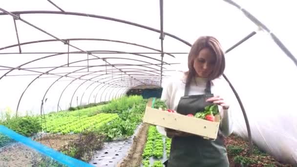 Frau sammelt Gemüse im Gewächshaus — Stockvideo