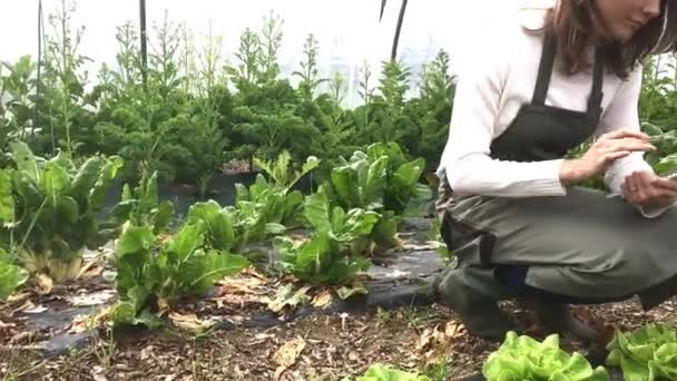 Farmer in a greenhouse using tablet — Stock Video