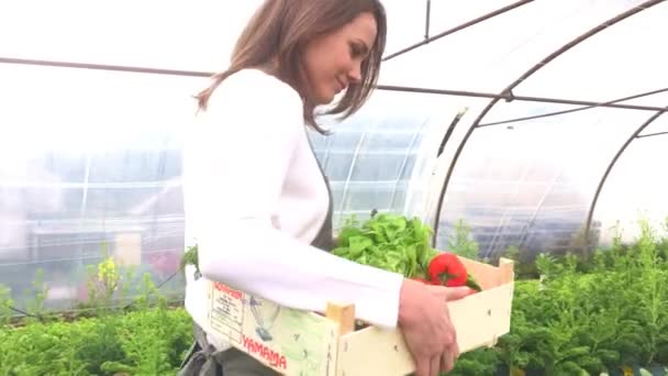 Woman collecting vegetables — Stock Video