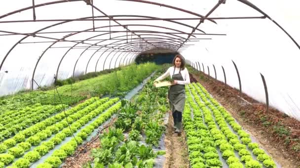 Mujer recogiendo verduras en un invernadero — Vídeos de Stock