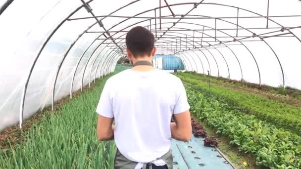 Agricultor trabajando en un invernadero — Vídeos de Stock