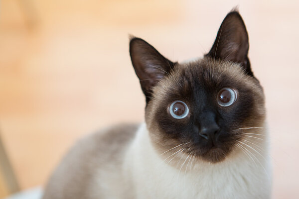 Beautiful Siamese adult cat