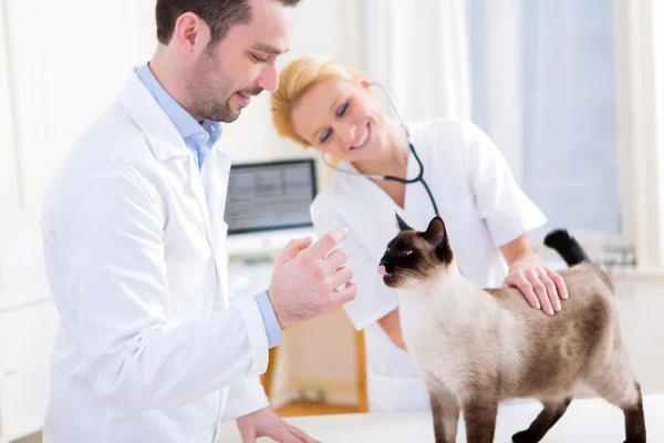 Two attractives veterinary surgeons examine a cat — Stock Photo, Image