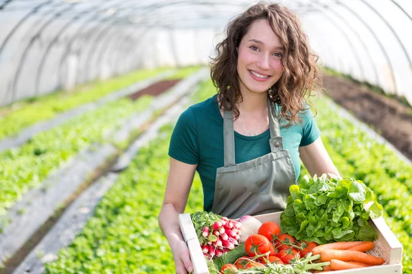 Giovane donna attraente che raccoglie verdure in una serra — Foto Stock