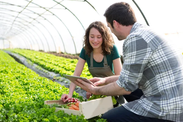 Agricoltore insegnare nuovo dipendente al giardinaggio — Foto Stock