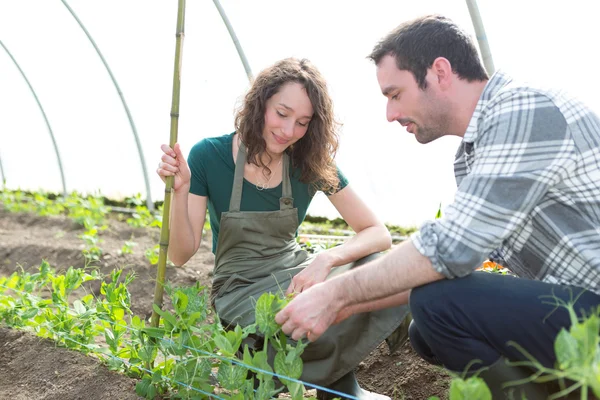 Agricoltore insegnare nuovo dipendente al giardinaggio — Foto Stock