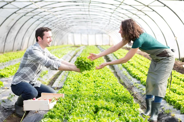 Framers che lavorano insieme su una serra — Foto Stock