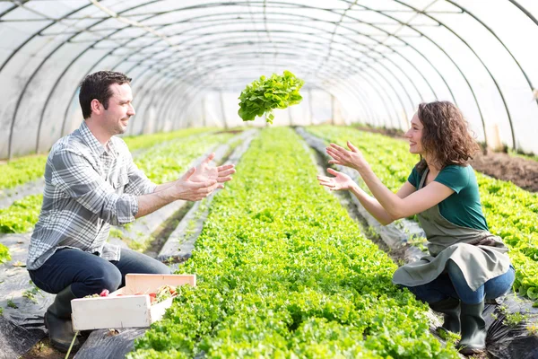 Einrahmer arbeiten gemeinsam an einem Gewächshaus — Stockfoto