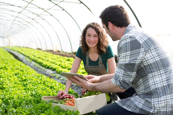 Agricultor enseñando a nuevo empleado a la jardinería —  Fotos de Stock