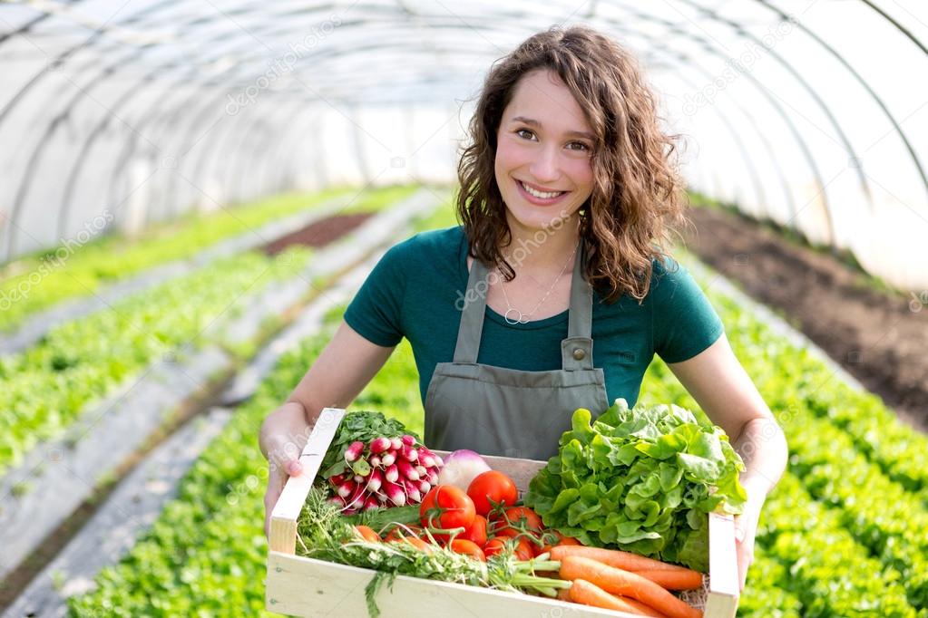 Young attractive woman harvesting vegetable in a greenhouse