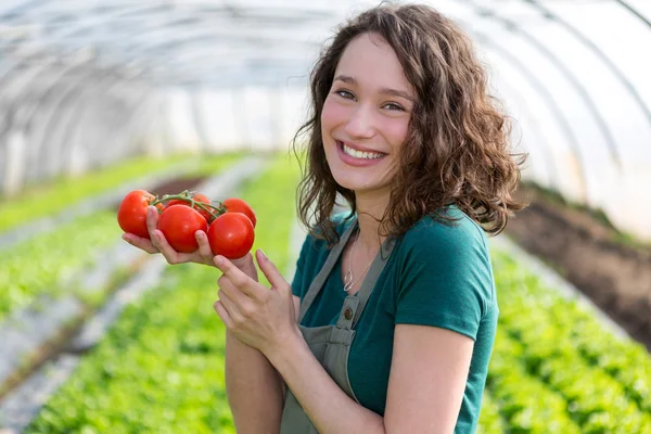 Giovane agricoltore attraente raccolto pomodori — Foto Stock