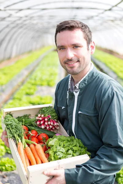 Joven mujer atractiva cosechando vegetales en un invernadero — Foto de Stock