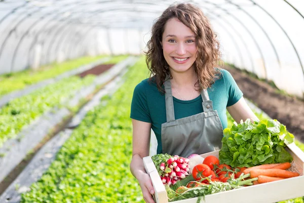 Jeune femme attrayante récolte de légumes dans une serre — Photo